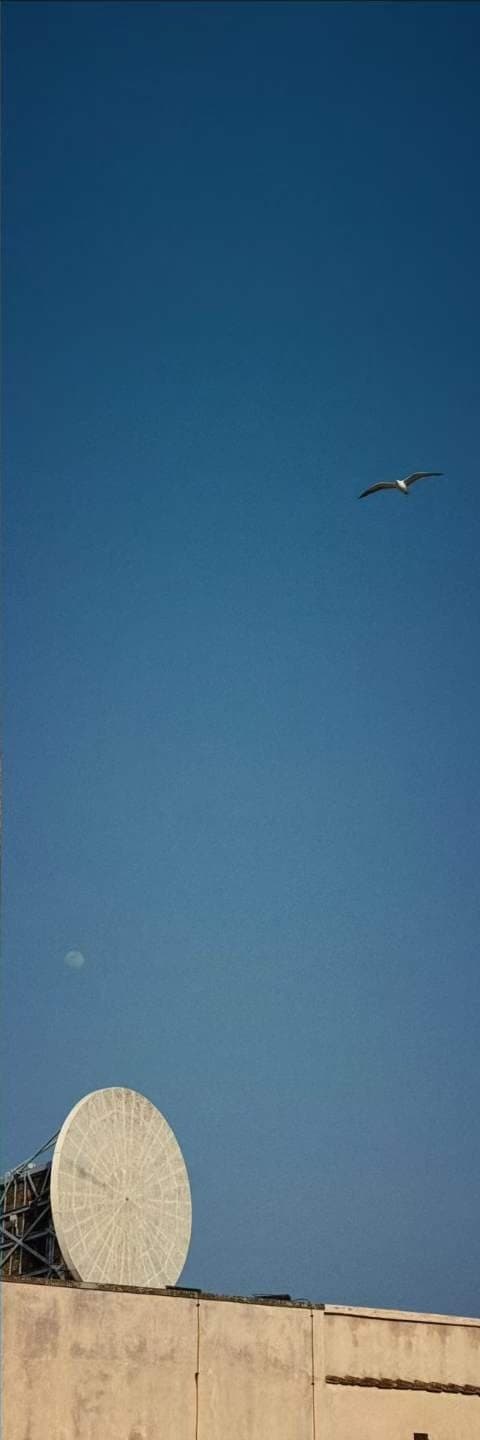 A pale disc on a flat blue-grey wall under an empty sky, a single gull crossing it.