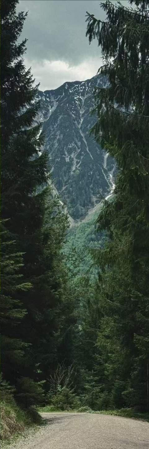 A gravel road curving out of a dark stand of spruce toward a snow-streaked mountain face.