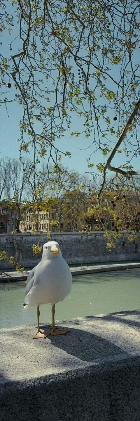 A gull standing on a harbour wall, bare branches and still green water behind it.
