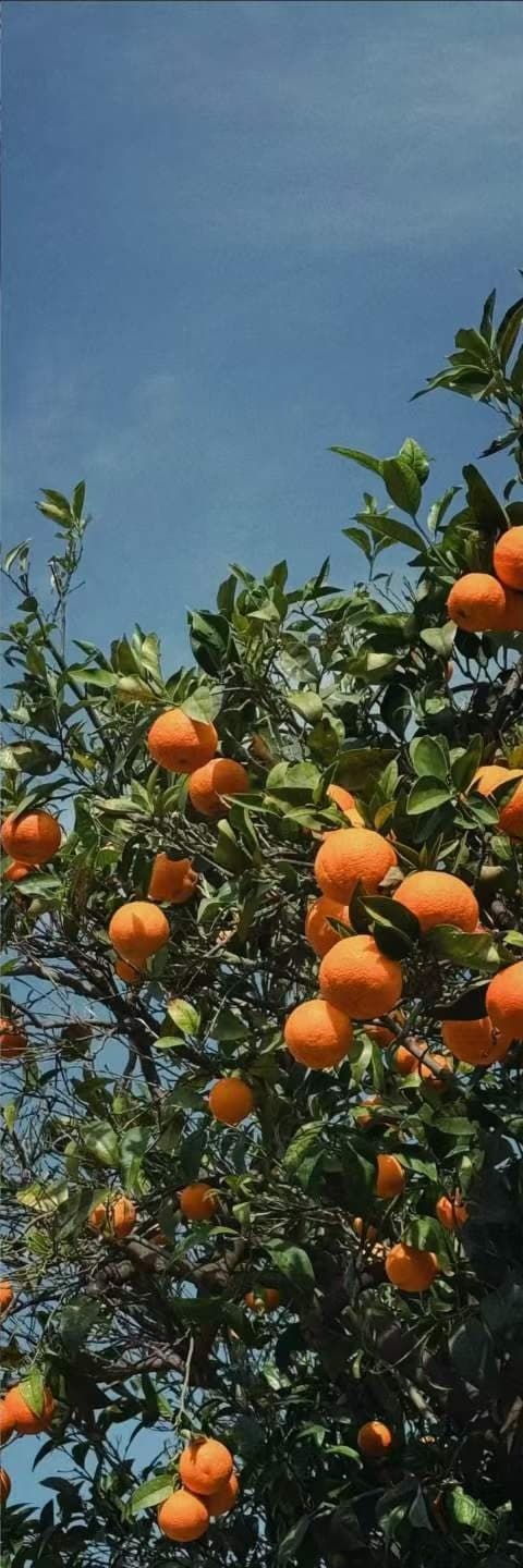 An orange tree in fruit, the fruit sharp against dark leaves and a hard blue sky.