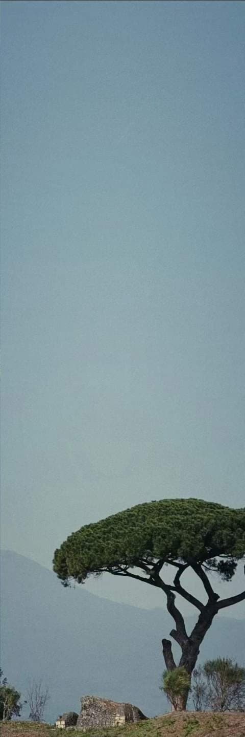 A single umbrella pine on a slope above a flat, colourless sea lost in mist.