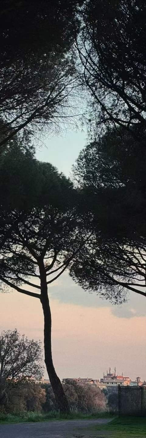 Umbrella pines against a pale dusk sky, a town glowing faintly on the horizon below.