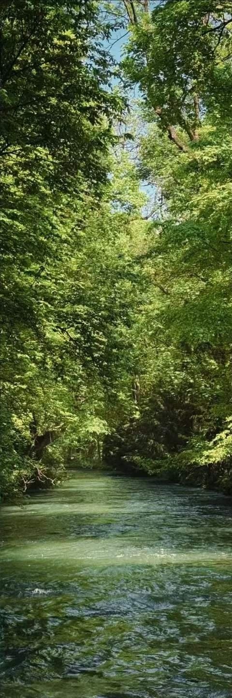 A green river running under a closed canopy of summer beech, the water lit through the leaves.