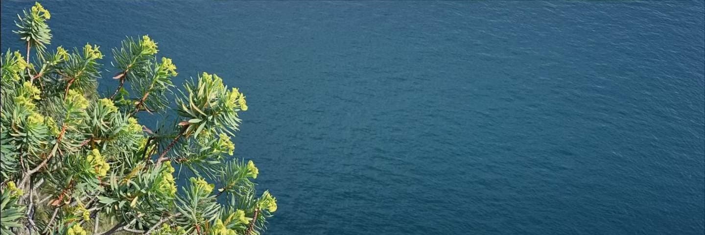 Deep blue open sea seen past a branch of yellow-green euphorbia.